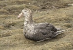 Northern giant petrel | Pāngurunguru. Adult sitting. Salisbury Plain, South Georgia, January 2016. Image © Rebecca Bowater by Rebecca Bowater FPSNZ AFIAP.