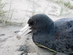 Northern giant petrel | Pāngurunguru. Juvenile. Baylys Beach, Northland, July 2011. Image © Thomas Musson by Thomas Musson.