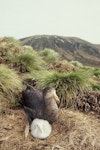 Northern giant petrel | Pāngurunguru. Adult and downy chick. Hill 208, Antipodes Island, November 1995. Image © Alan Tennyson by Alan Tennyson.