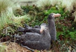 Northern giant petrel | Pāngurunguru. Pair at nest site. Antipodes Island, October 1990. Image © Colin Miskelly by Colin Miskelly.