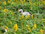 Northern giant petrel | Pāngurunguru. Chick among Bulbinella flowers. Enderby Island, Auckland Islands, December 2011. Image © Department of Conservation by Rob Wardle.