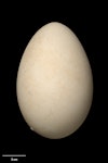 Northern giant petrel | Pāngurunguru. Egg 100.0 x 66.1 mm (NMNZ OR.019097, collected by Jack Sorensen). Campbell Island, September 1942. Image © Te Papa by Jean-Claude Stahl.