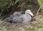 Northern giant petrel | Pāngurunguru. Large chick on nest. Campbell Island, January 2010. Image © Koos Baars by Koos Baars.