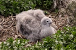 Northern giant petrel | Pāngurunguru. Chick alone on nest (post-guard stage). Forty Fours, Chatham Islands, December 2009. Image © Mark Fraser by Mark Fraser.