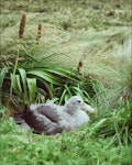 Northern giant petrel | Pāngurunguru. Large chick on nest. Six Foot Lake, Campbell Island, January 2006. Image © Colin Miskelly by Colin Miskelly.