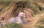 Northern giant petrel | Pāngurunguru. Chick on nest. Antipodes Island, October 1995. Image © Terry Greene by Terry Greene.