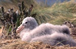 Northern giant petrel | Pāngurunguru. Chick on nest. Antipodes Island, October 1995. Image © Terry Greene by Terry Greene.