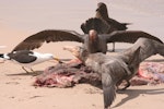 Northern giant petrel | Pāngurunguru. Adult aggressive display over dead sea lion with southern black-backed gull and southern skua in attendance. Enderby Island, Auckland Islands, December 2006. Image © Andrew Maloney by Andrew Maloney.