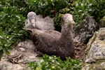 Northern giant petrel | Pāngurunguru. Adult and large chick at nest. Forty Fours, Chatham Islands, December 2009. Image © Mark Fraser by Mark Fraser.