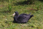 Northern giant petrel | Pāngurunguru. Fully-grown chick. Enderby Island, Auckland Islands, January 2018. Image © Colin Miskelly by Colin Miskelly.