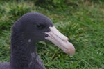 Northern giant petrel | Pāngurunguru. Fledgling (close-up of head and bill). Enderby Island, Auckland Islands, January 2018. Image © Colin Miskelly by Colin Miskelly.