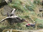 Northern giant petrel | Pāngurunguru. Adult eating adult eastern rockhopper penguin after killing it. Campbell Island, October 2011. Image © Kyle Morrison by Kyle Morrison.