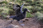 Northern giant petrel | Pāngurunguru. A chick near its nest learning to use its wings. Antipodes Island, February 2009. Image © Mark Fraser by Mark Fraser.