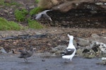 Northern giant petrel | Pāngurunguru. Adults hunting stranded fledgling southern royal albatross. Six Foot Lake, Campbell Island, October 2012. Image © Kyle Morrison by Kyle Morrison.