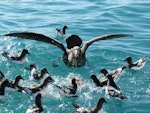 Northern giant petrel | Pāngurunguru. Competing for food with a flock of Cape petrels. Kaikoura pelagic, September 2011. Image © Joke Baars by Joke Baars.