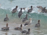 Northern giant petrel | Pāngurunguru. Adults. Enderby Island, Auckland Islands, January 2018. Image © Alan Tennyson by Alan Tennyson.