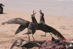 Northern giant petrel | Pāngurunguru. Adults fighting over sea lion carcass. Enderby Island, Auckland Islands, December 2006. Image © Andrew Maloney by Andrew Maloney.