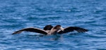 Northern giant petrel | Pāngurunguru. Aggressive display. Kaikoura pelagic, November 2011. Image © Sonja Ross by Sonja Ross.