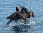 Northern giant petrel | Pāngurunguru. Adults fighting. Off Kaikoura, June 2015. Image © Alan Tennyson by Alan Tennyson.