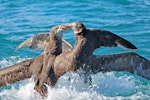 Northern giant petrel | Pāngurunguru. Two adults fighting. Kaikoura pelagic, January 2015. Image © Silvia Giombi by Silvia Giombi.