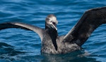 Northern giant petrel | Pāngurunguru. Adult calling. Kaikoura pelagic, November 2011. Image © Sonja Ross by Sonja Ross.