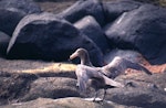 Northern giant petrel | Pāngurunguru. Foraging adult. Antipodes Island, October 1995. Image © Terry Greene by Terry Greene.