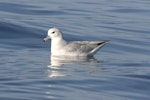 Antarctic fulmar. Adult on water. Kaikoura pelagic, August 2019. Image © Donald Snook by Donald Snook.