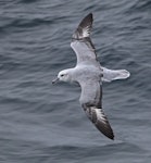 Antarctic fulmar. Adult in flight. At sea between Elephant Island and Coronation Island, February 2019. Image © Glenn Pure 2019 birdlifephotography.org.au by Glenn Pure.