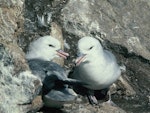 Antarctic fulmar. Pair at nest. Hop Island, Prydz Bay, Antarctica, December 1989. Image © Colin Miskelly by Colin Miskelly.