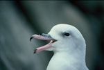 Antarctic fulmar. Adult calling. Hop Island, Prydz Bay, Antarctica, December 1989. Image © Colin Miskelly by Colin Miskelly.