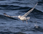 Antarctic fulmar. Adult. Beagle Channel, Patagonia, South America, March 2016. Image © John Fennell by John Fennell.