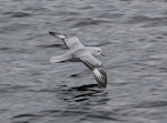 Antarctic fulmar. Adult in flight. Chile, Straits of Magellan, October 2017. Image © Geoff de Lisle by Geoff de Lisle.