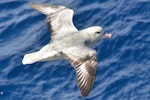 Antarctic fulmar. Adult in flight. Between South Shetland Islands and Antarctica, December 2015. Image © Cyril Vathelet by Cyril Vathelet.