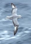 Antarctic fulmar. Bird in flight, dorsal surface. Drake Passage, November 2008. Image © Tony Crocker by Tony Crocker.