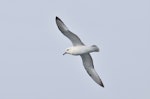 Antarctic fulmar. Ventral view of adult in flight. Between Falkland Islands and South Georgia, December 2015. Image © Cyril Vathelet by Cyril Vathelet.