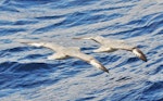 Antarctic fulmar. View from above of two adults in flight. Between South Shetland Islands and Antarctica, December 2015. Image © Cyril Vathelet by Cyril Vathelet.