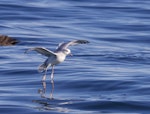 Antarctic fulmar. Adult landing on water. Kaikoura pelagic, August 2019. Image © Donald Snook by Donald Snook.