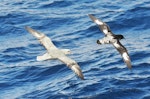 Antarctic fulmar. Adult in flight with a Cape petrel. Between South Shetland Islands and Antarctica, December 2015. Image © Cyril Vathelet by Cyril Vathelet.