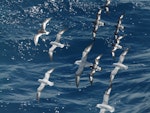 Cape petrel | Karetai hurukoko. Southern Cape petrels (top right) in flight with Antarctic fulmars and Antarctic petrel. At sea off Antarctic Peninsula, December 2008. Image © Alan Tennyson by Alan Tennyson.