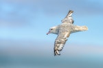 Antarctic fulmar. Moulting adult in flight, dorsal view. Southern Ocean, January 2018. Image © Mark Lethlean by Mark Lethlean.