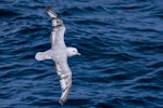 Antarctic fulmar. Moulting adult in flight, dorsal view. Southern Ocean, January 2018. Image © Mark Lethlean by Mark Lethlean.