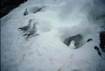 Antarctic fulmar. Adults at snow-covered nest sites. Hop Island, Prydz Bay, Antarctica, November 1989. Image © Colin Miskelly by Colin Miskelly.