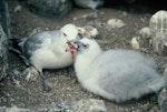 Antarctic fulmar. Adult feeding chick. Hop Island, Prydz Bay, Antarctica, February 1990. Image © Colin Miskelly by Colin Miskelly.