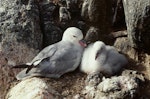 Antarctic fulmar. Adult and large chick at nest. Hop Island, Prydz Bay, Antarctica, February 1990. Image © Colin Miskelly by Colin Miskelly.