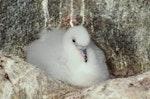 Antarctic fulmar. Large downy chick. Hop Island, Prydz Bay, Antarctica, February 1990. Image © Colin Miskelly by Colin Miskelly.