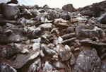 Antarctic fulmar. Breeding colony. Hop Island, Prydz Bay, Antarctica, February 1990. Image © Colin Miskelly by Colin Miskelly.