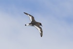 Antarctic petrel. Adult in flight. Neumayer Channel, Antarctic Peninsula, December 2015. Image © John Barkla 2016 birdlifephotography.org.au by John Barkla.