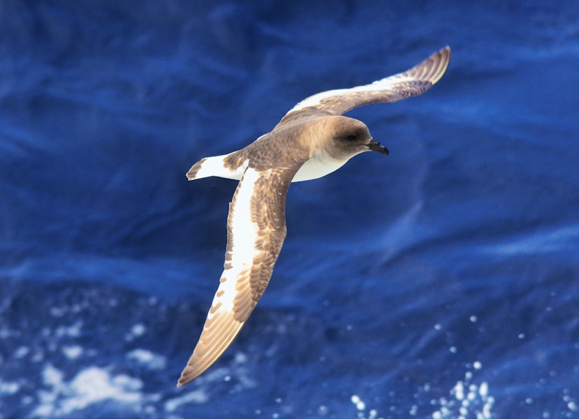 Antarctic petrel. Bird in flight, front side view from above. Approaching South Shetland Islands, from South Georgia, December 2015. Image © Cyril Vathelet by Cyril Vathelet.