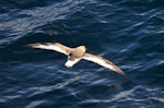 Antarctic petrel. Bird in flight, dorsal view from behind. Approaching South Shetland Islands, from South Georgia, December 2015. Image © Cyril Vathelet by Cyril Vathelet.