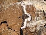 Antarctic petrel. Adult in flight at breeding colony. Haswell Island, near Mirny Station, Antarctica, November 2012. Image © Sergey Golubev by Sergey Golubev.